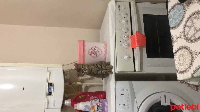 Tekir Kedi, Kedi  Asuman fotoğrafı