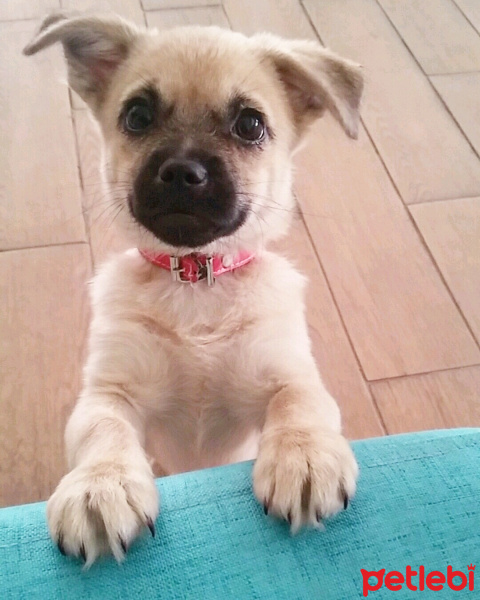 Pekingese, Köpek  Lina fotoğrafı