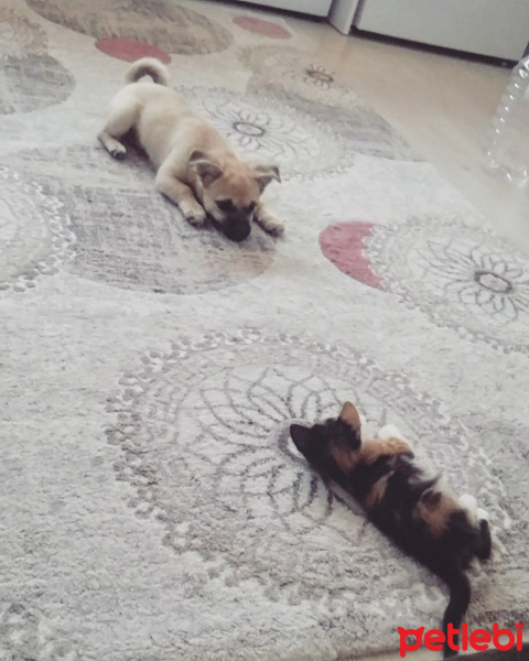 Pekingese, Köpek  Lina fotoğrafı