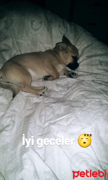 Pekingese, Köpek  Lina fotoğrafı