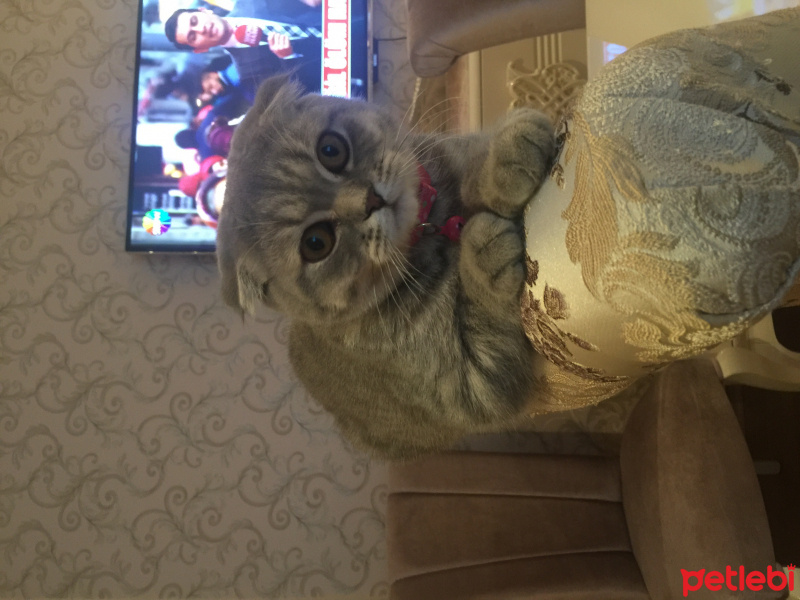 Scottish Fold, Kedi  Mia fotoğrafı