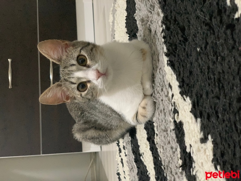 Tekir Kedi, Kedi  Miya fotoğrafı