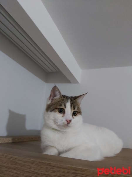 Tekir Kedi, Kedi  Sütlaç fotoğrafı