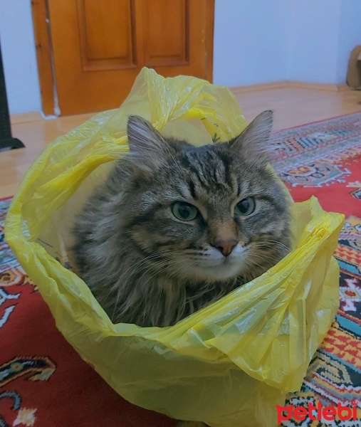 Tekir Kedi, Kedi  Ekrem fotoğrafı
