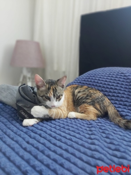 Tekir Kedi, Kedi  Nihale fotoğrafı