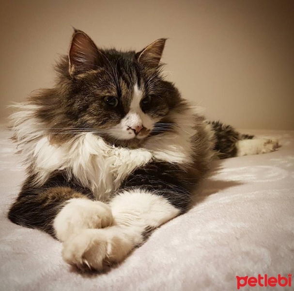 Norwegian Forest, Kedi  Mırmır fotoğrafı