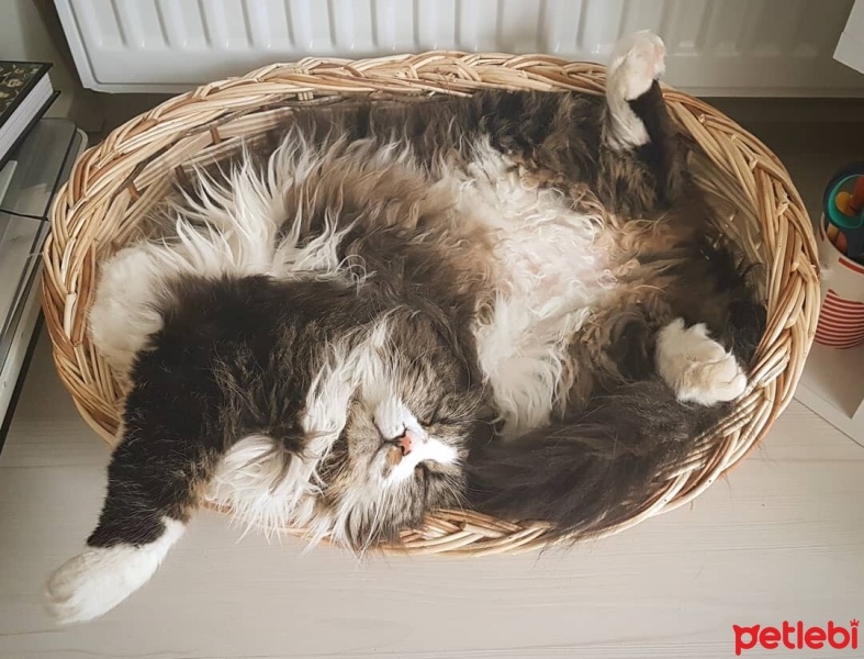 Norwegian Forest, Kedi  Mırmır fotoğrafı