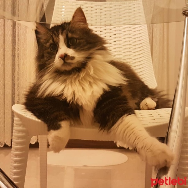 Norwegian Forest, Kedi  Mırmır fotoğrafı
