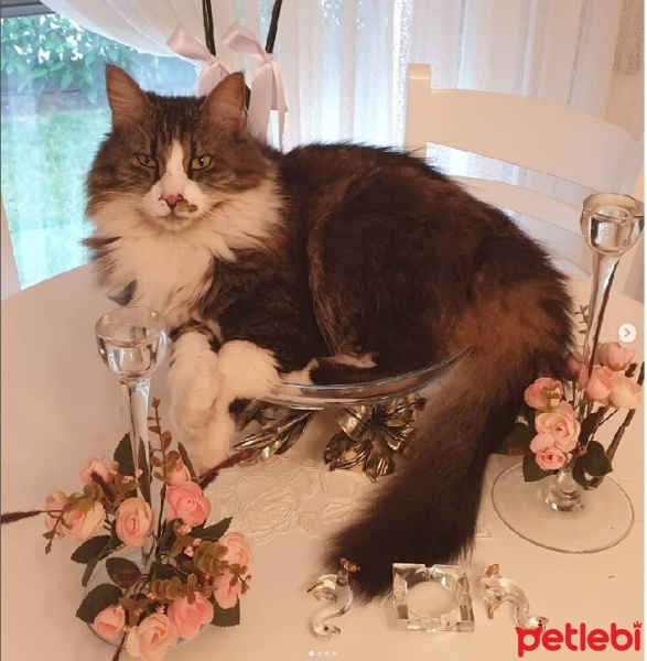 Norwegian Forest, Kedi  Mırmır fotoğrafı