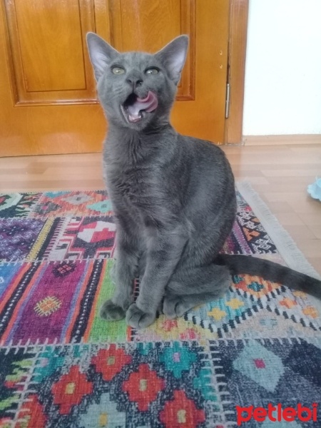 Tekir Kedi, Kedi  Mars fotoğrafı