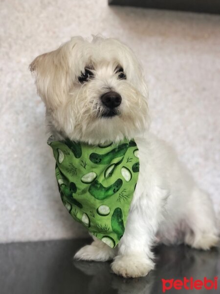 Maltese, Köpek  Chivas fotoğrafı