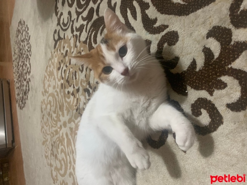 Tekir Kedi, Kedi  Tarçın fotoğrafı