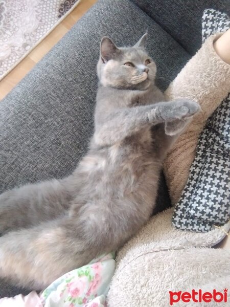 British Shorthair, Kedi  Miya fotoğrafı