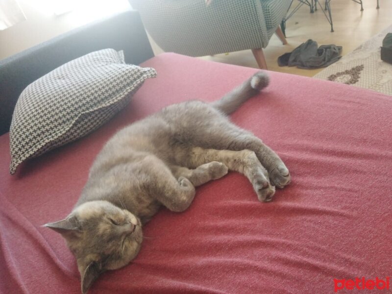 British Shorthair, Kedi  Miya fotoğrafı