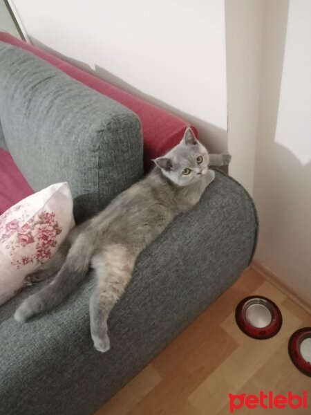 British Shorthair, Kedi  Miya fotoğrafı