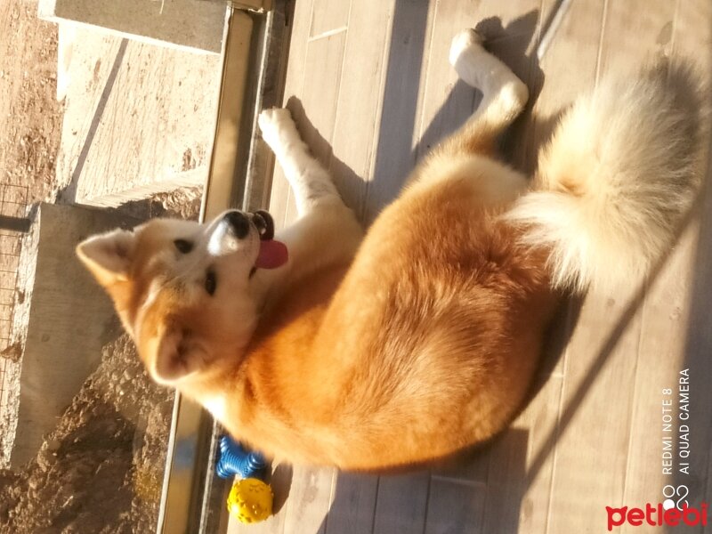 Akita İnu, Köpek  Hera fotoğrafı