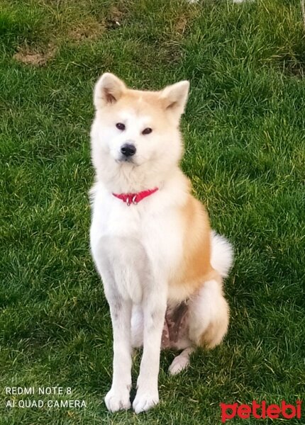 Akita İnu, Köpek  Hera fotoğrafı