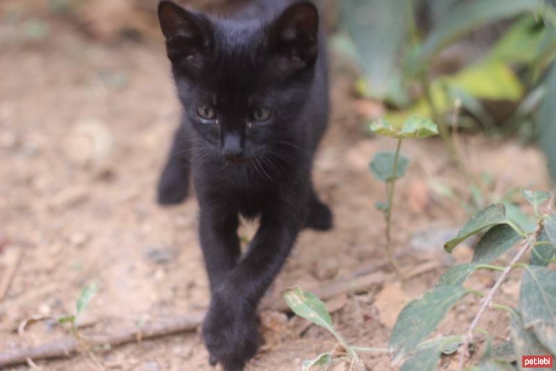 Bombay, Kedi  GECE fotoğrafı