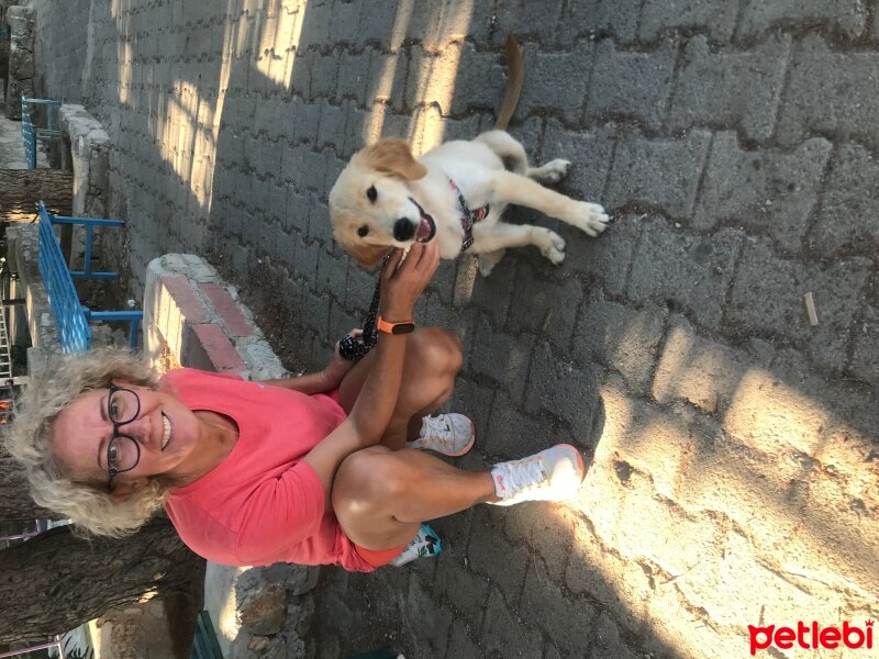 Golden Retriever, Köpek  LUNA fotoğrafı