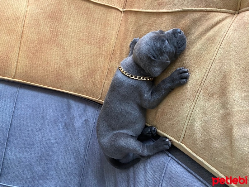 Cane Corso Italiano, Köpek  Hera fotoğrafı