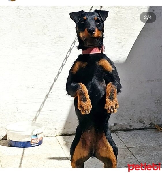 Alman Av Terrieri, Köpek  pablo fotoğrafı