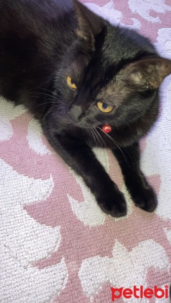 Tekir Kedi, Kedi  çakıl fotoğrafı