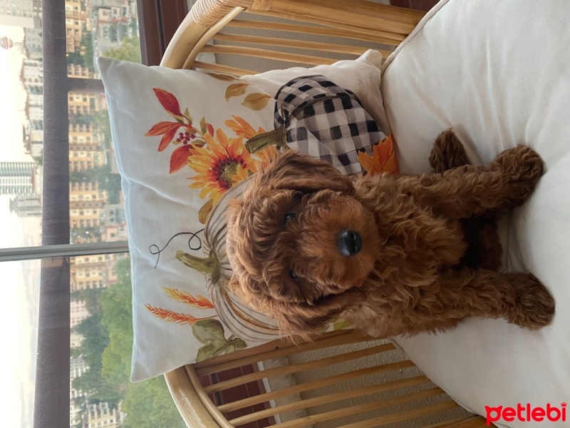 Poodle (Minyatür Kaniş), Köpek  CURLY fotoğrafı