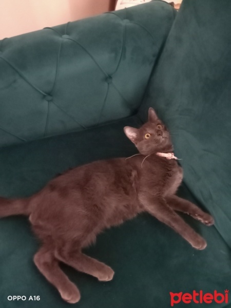 Mavi Rus, Kedi  Duman fotoğrafı