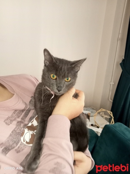 Mavi Rus, Kedi  Duman fotoğrafı