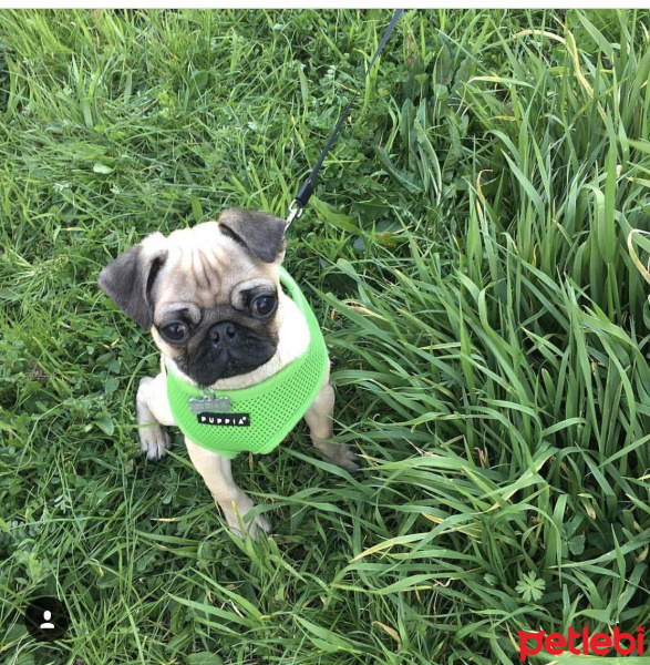 Pug, Köpek  Ateş fotoğrafı