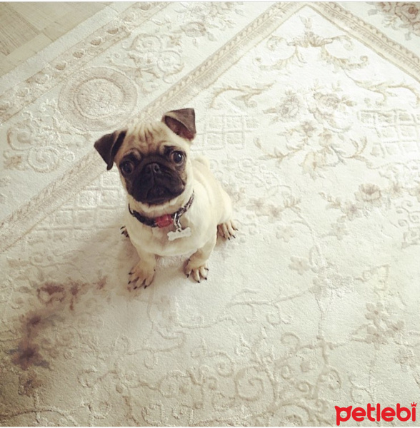 Pug, Köpek  Ateş fotoğrafı