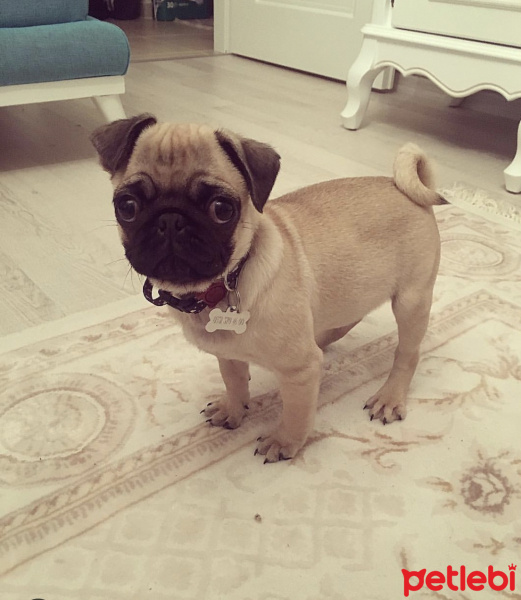 Pug, Köpek  Ateş fotoğrafı