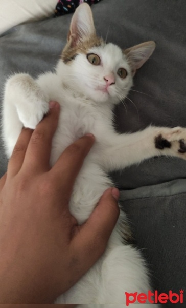 Tekir Kedi, Kedi  Tarçın fotoğrafı