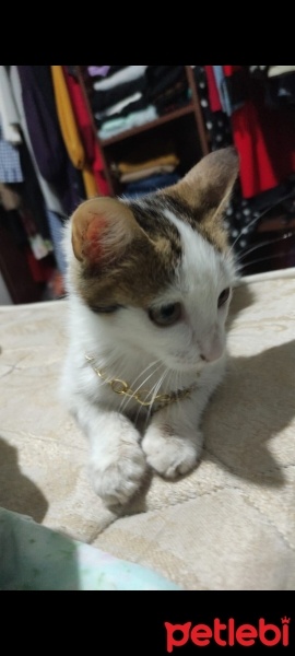 Tekir Kedi, Kedi  Tarçın fotoğrafı