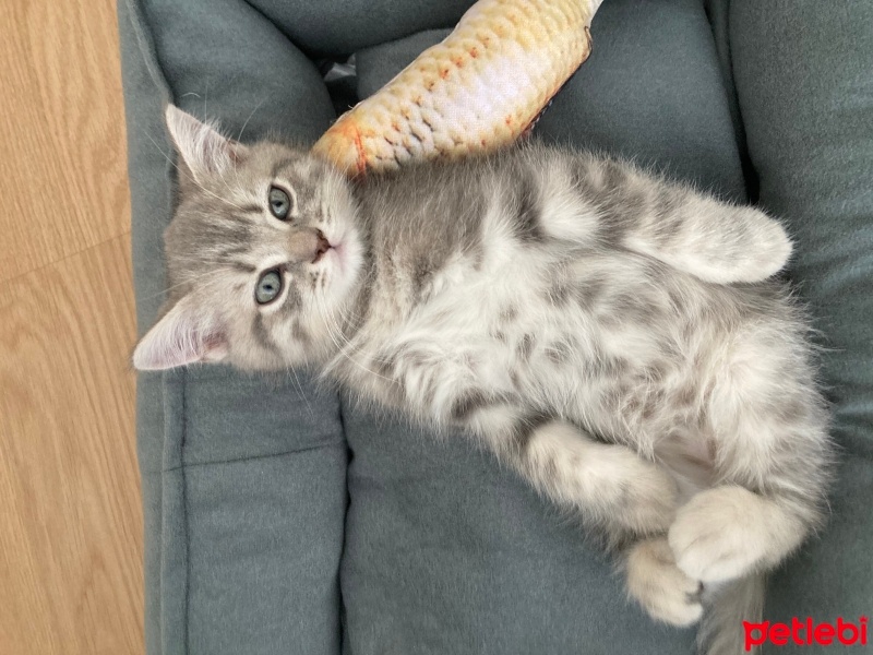 British Shorthair, Kedi  Hermes fotoğrafı