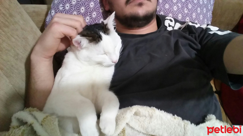 Tekir Kedi, Kedi  pamuk fotoğrafı