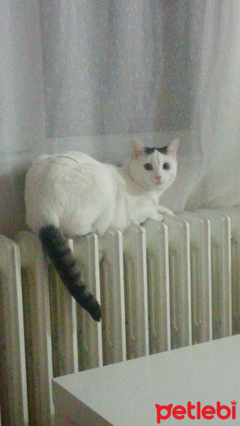Tekir Kedi, Kedi  pamuk fotoğrafı