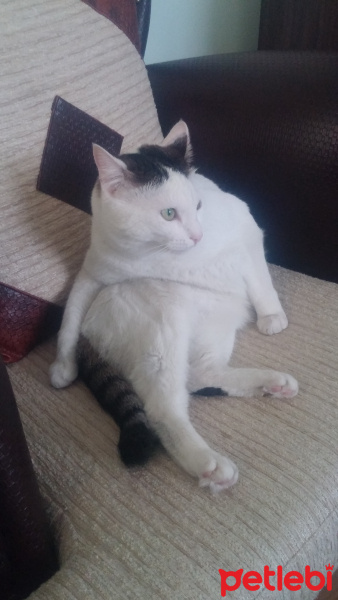 Tekir Kedi, Kedi  pamuk fotoğrafı