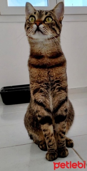 Tekir Kedi, Kedi  paşa fotoğrafı