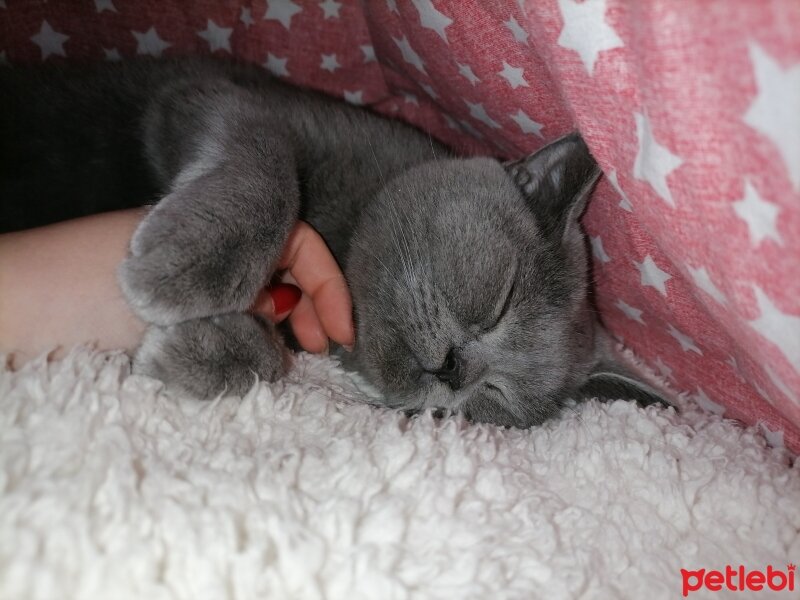 British Shorthair, Kedi  Hera fotoğrafı