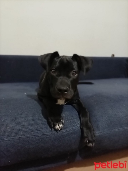 Amerikan Staffordshire Terrier, Köpek  Lord fotoğrafı