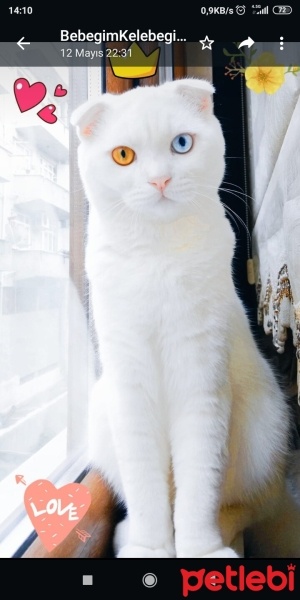 Scottish Fold, Kedi  Bulut fotoğrafı