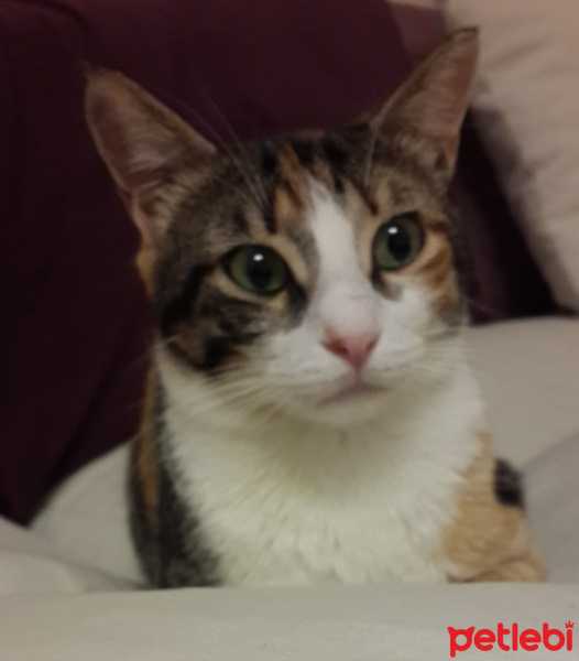 Soke, Kedi  ufaklık fotoğrafı