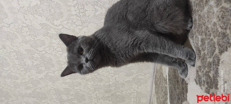 British Shorthair, Kedi  Pakize fotoğrafı