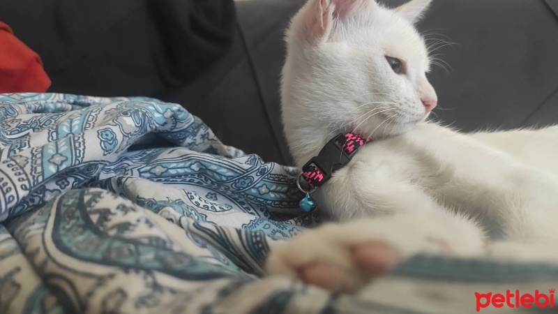 Van Kedisi, Kedi  Bulut fotoğrafı