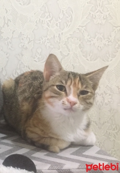 Tekir Kedi, Kedi  Salça fotoğrafı