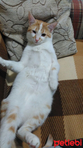 Tekir Kedi, Kedi  Fıstık fotoğrafı