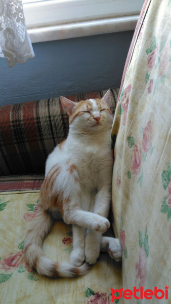 Tekir Kedi, Kedi  Fıstık fotoğrafı