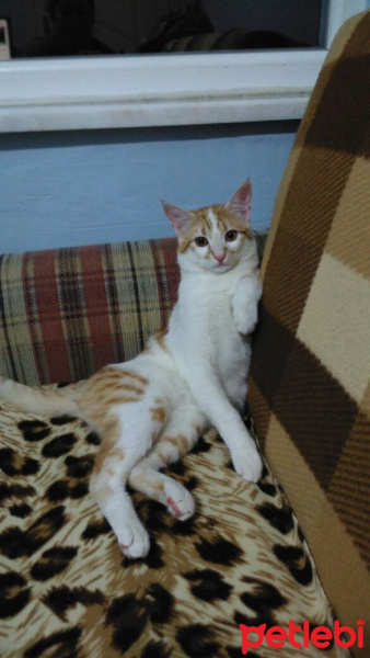 Tekir Kedi, Kedi  Fıstık fotoğrafı