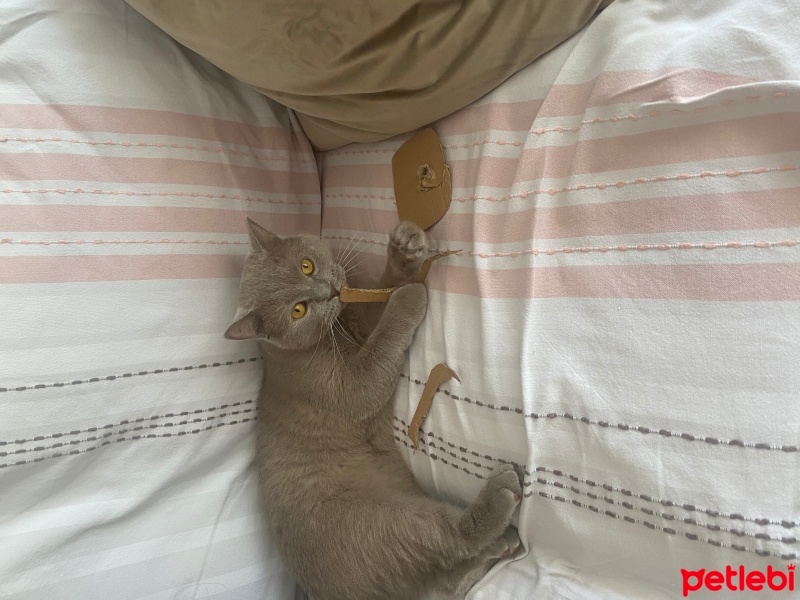 British Shorthair, Kedi  Paşa fotoğrafı